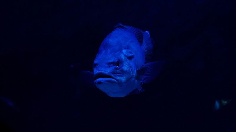 Plymouth Aquarium