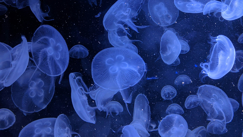 Plymouth Aquarium