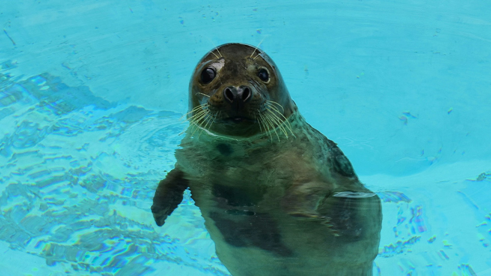 Seal Sanctuary