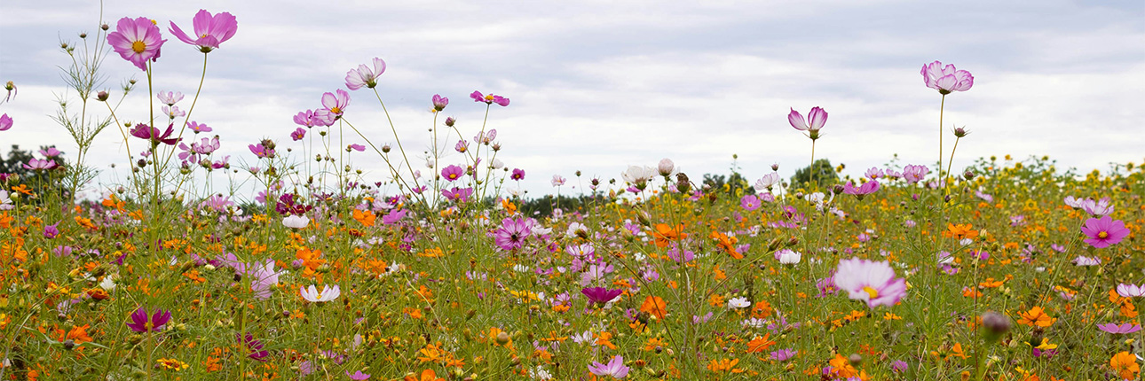 Flower farms in Devon and Cornwall