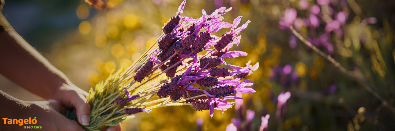 A woman's hands as she picks wild flowers in a field